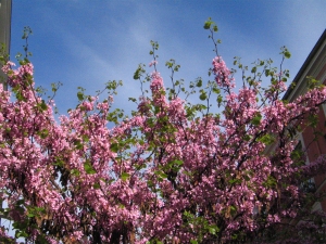 primavera-calle-madrid